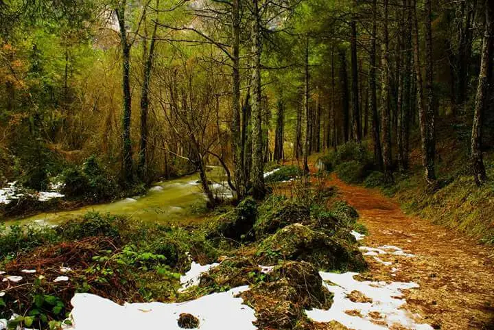 Los bosques de Aceveas cerca de Villaverde de Guadalimar
