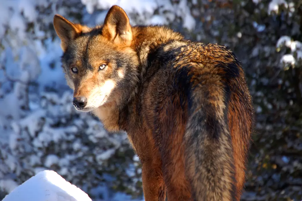 Lobo en la nieve mirando hacia atrás